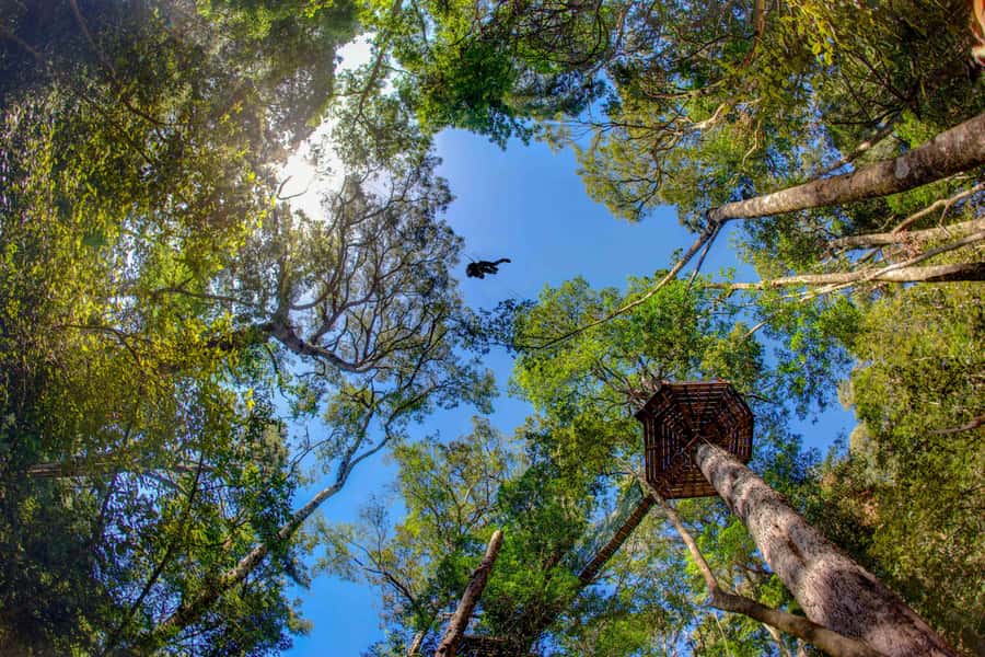 Storms River: Tsitsikamma National Park Zipline Canopy Tour - Ten platforms, one forest route