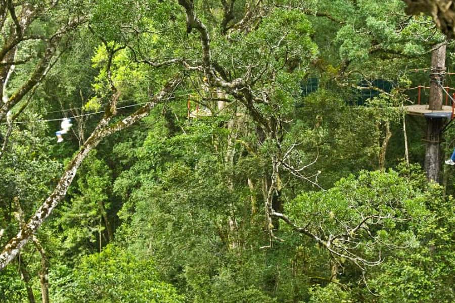 Storms River: Tsitsikamma National Park Zipline Canopy Tour - What you learn between the lines