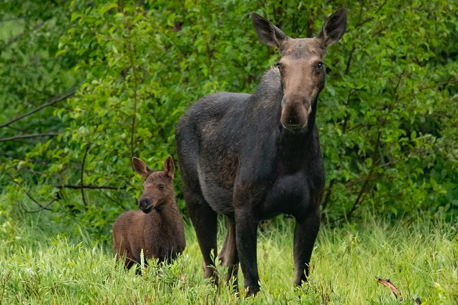 Sunrise 4-Hour Grand Teton Wildlife Adventure - Why sunrise is the right time for Grand Teton