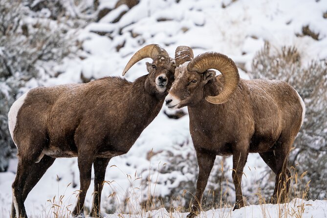Sunrise 4-Hour Grand Teton Wildlife Adventure - Is $198 a fair price?