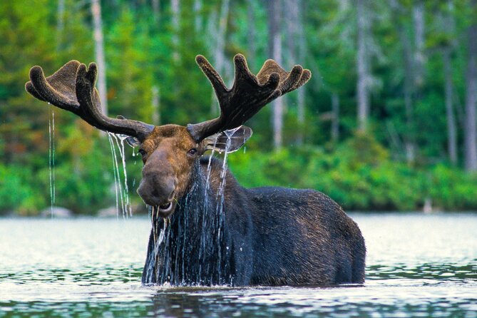 Sunset 4-Hour Grand Teton Wildlife Adventure - Key points to know before you book