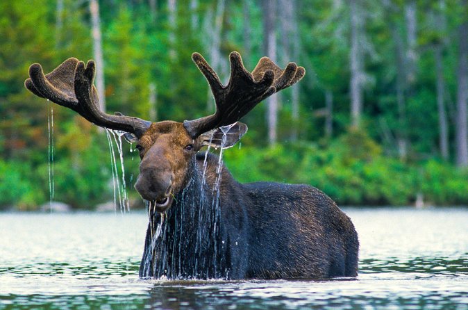 Sunset 4-Hour Grand Teton Wildlife Adventure - The guides shape the experience