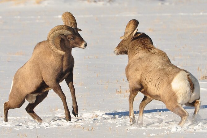 Sunset 4-Hour Grand Teton Wildlife Adventure - Who should book this sunset adventure?