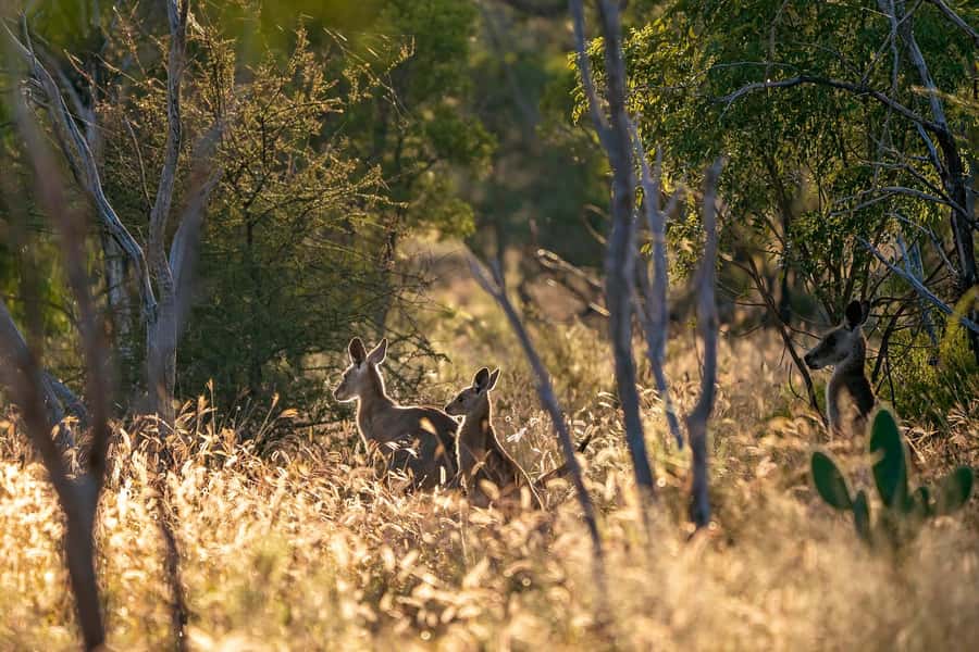 Sydney: Blue Mountains Kangaroos, Wilderness and Sunset Tour - Sublime Point and an Aussie picnic lunch