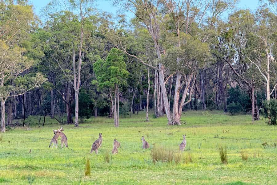 Sydney: Blue Mountains Kangaroos, Wilderness and Sunset Tour - Govetts Leap and the sandstone escarpment