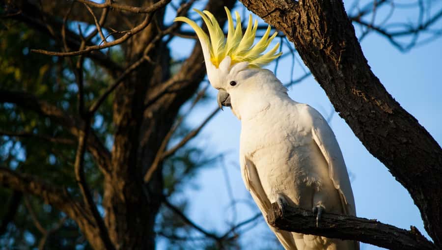 Sydney: Blue Mountains Kangaroos, Wilderness and Sunset Tour - Narrow Neck Plateau at sunset