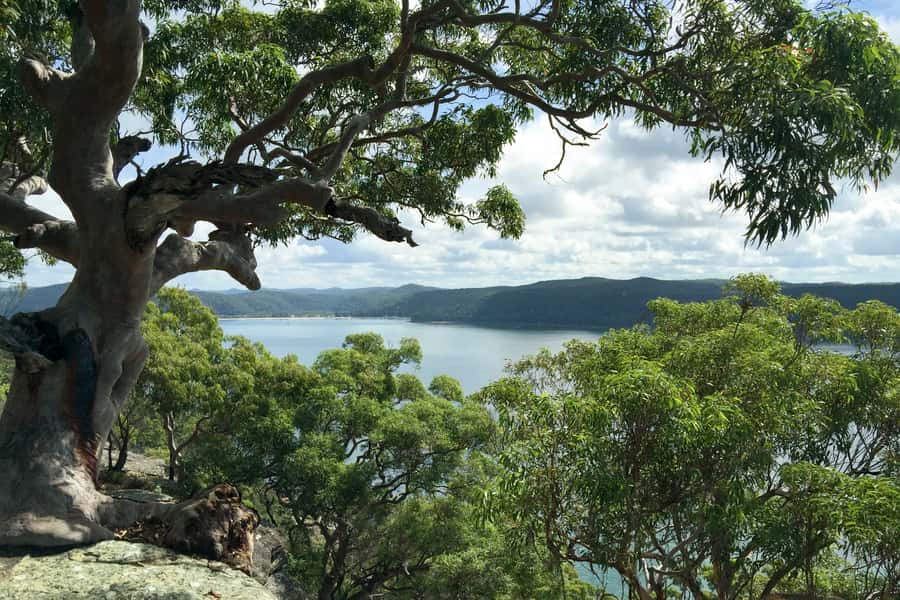 Sydney: Northern Beaches and Ku-ring-gai National Park Tour - Why this tour reaches beyond central Sydney