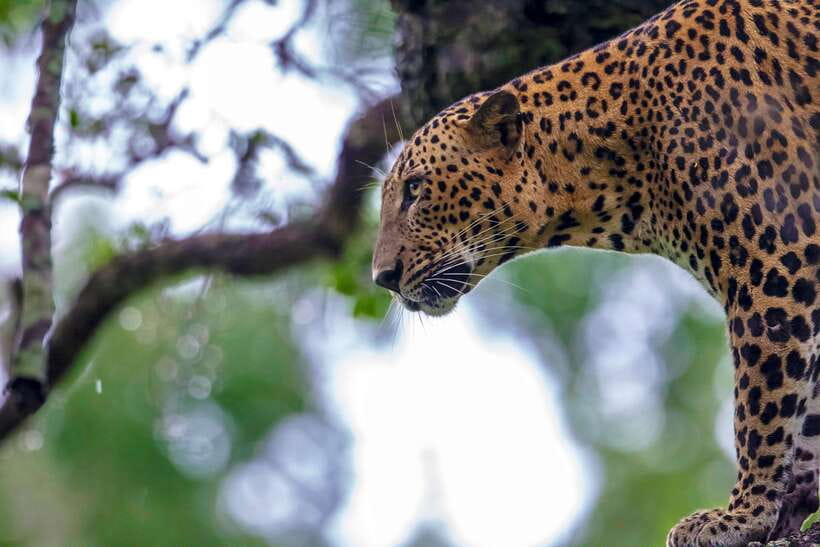 Tangalle/Hiriketiya: Yala National Park Safari in a 4x4 - Key points to know before you book