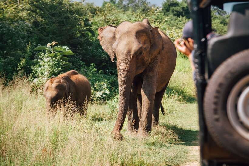 Tangalle/Hiriketiya: Yala National Park Safari in a 4x4 - Comfort, group size, and the seven-hour clock