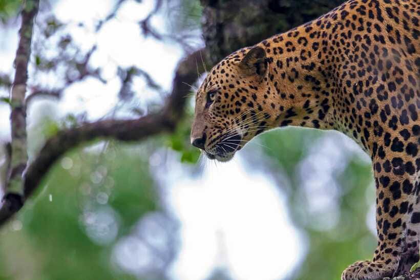 Tangalle/Hiriketiya: Yala National Park Safari in a 4x4 - The value of the $41 price
