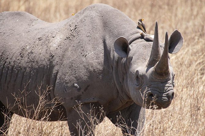 Tanzania safari with guide in Italian, the great Migration of the Serengeti - What $4,100 buys you on this Tanzania safari