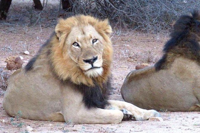 Tanzania safari with guide in Italian, the great Migration of the Serengeti - Ngorongoro Crater packs wildlife into one dramatic bowl