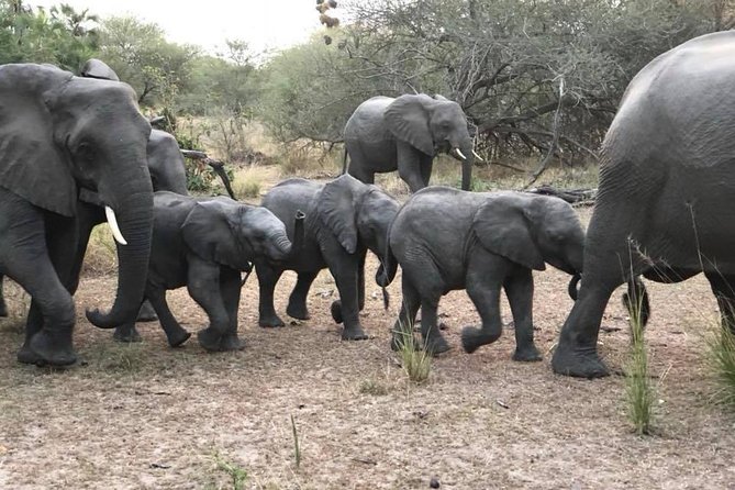Tanzania safari with guide in Italian, the great Migration of the Serengeti - The Mara River and the moving herds