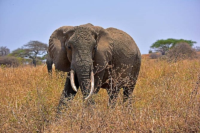 Tarangire Day Tour - Key points at a glance