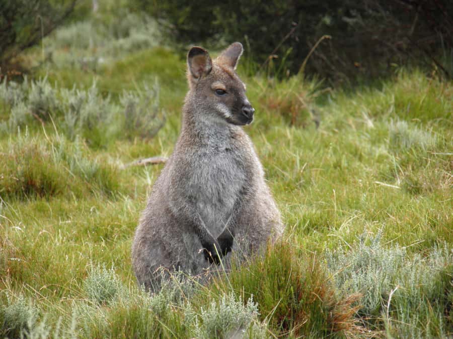 Tasmania: Wilderness and Wildlife Guided 6-Day Tour - Who should book this Tasmania tour?