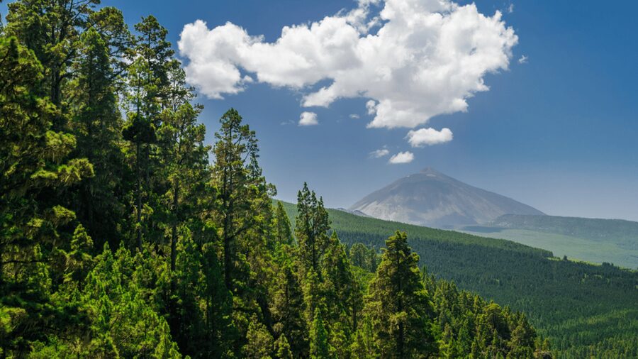 Teide National Park: Landscapes and Viewpoints Private Tour - What the guide adds to a private visit