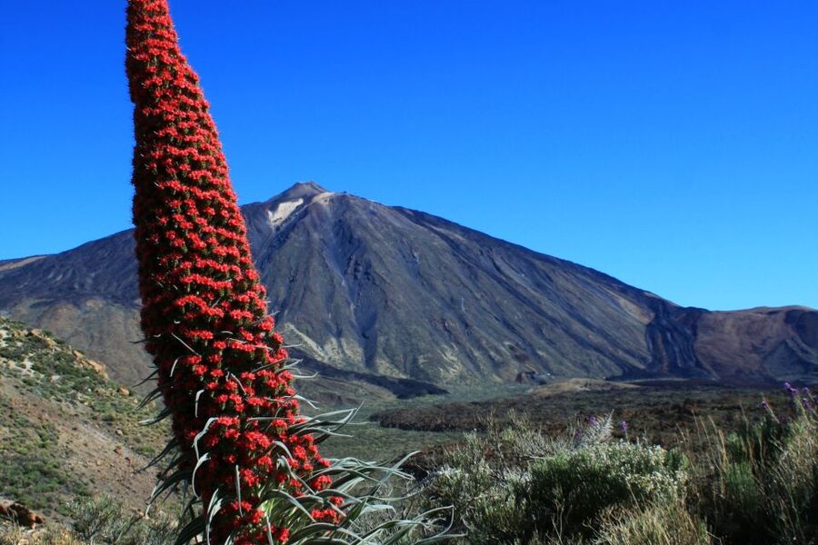 Tenerife: Mount Teide Quad Tour in Tenerife National Park - Should you book the Mount Teide quad tour?