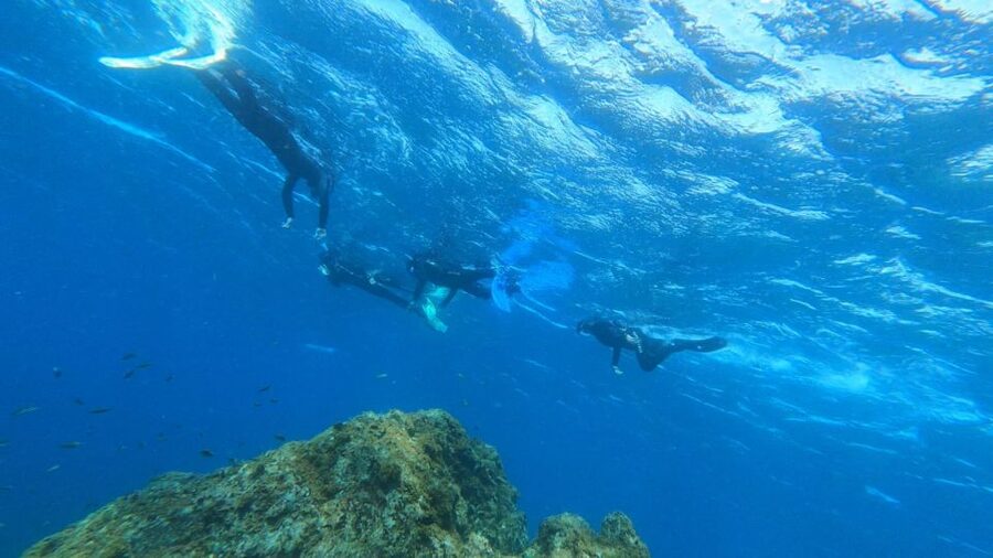 Tenerife: Snorkeling Tour in a Marine Protected Area - Seeing turtles without turning wildlife into a show