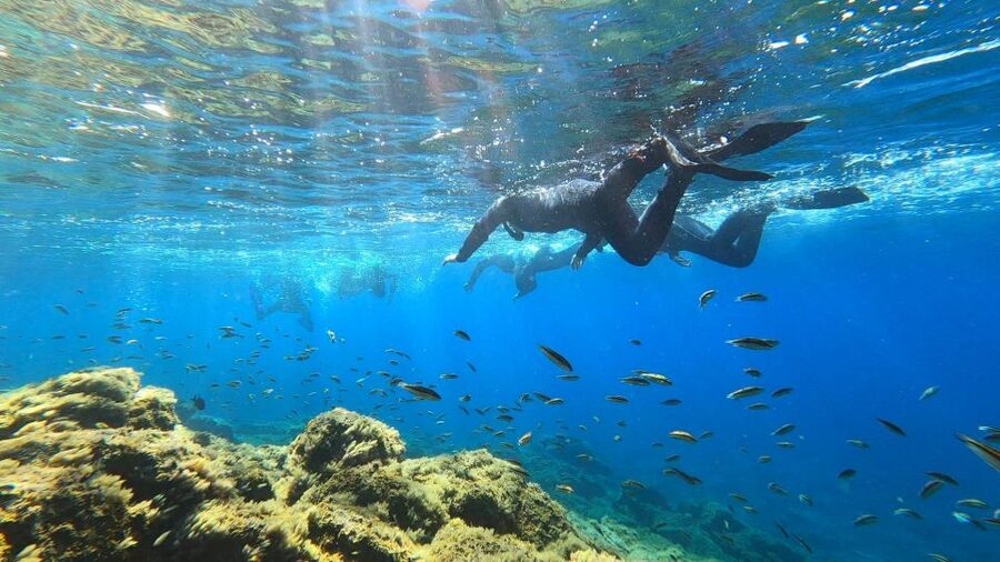 Tenerife: Snorkeling Tour in a Marine Protected Area - Free photos that are actually useful