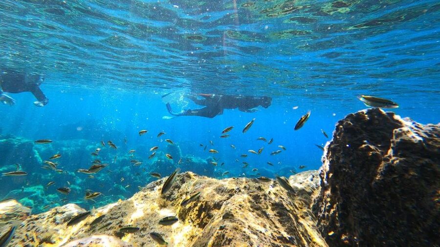 Tenerife: Snorkeling Tour in a Marine Protected Area - Who will enjoy this most?