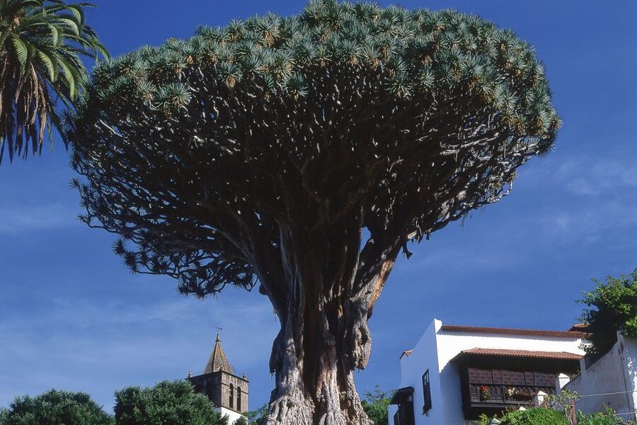 Tenerife: Teide National Park Full-Day Tour with Pickup - Key points to know before booking