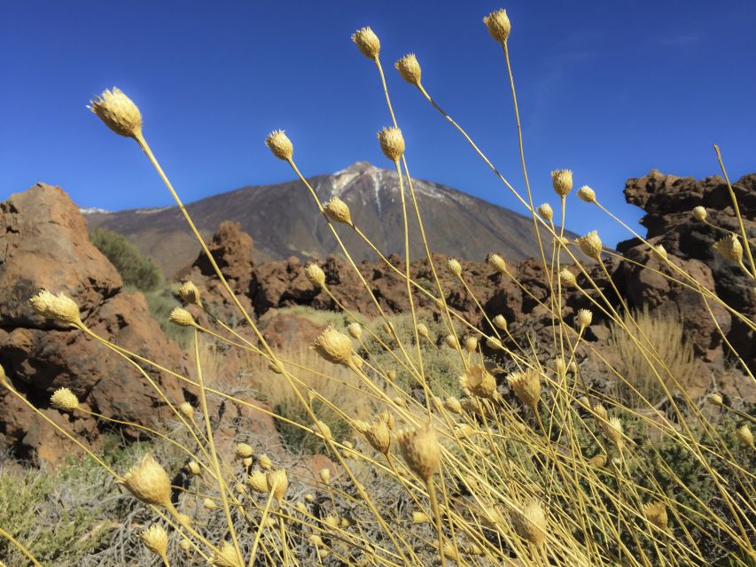 Tenerife: Teide National Park & Teno Rural Park Private Tour - Is $888 worth it for two people?