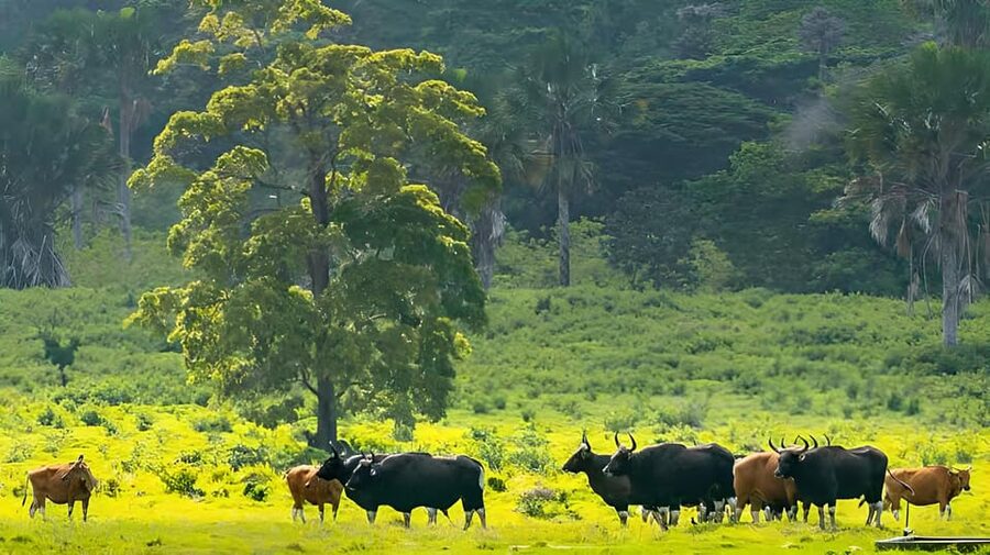 The Authentic Sunset Of Baluran National Park Banyuwangi - Wildlife: what you might actually see