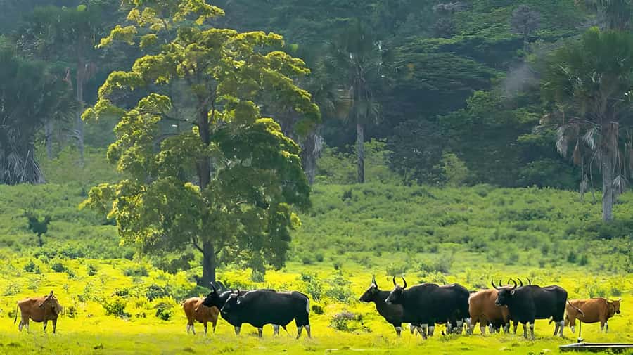 The Authentic Sunset Of Baluran National Park Banyuwangi - Is $35 good value?