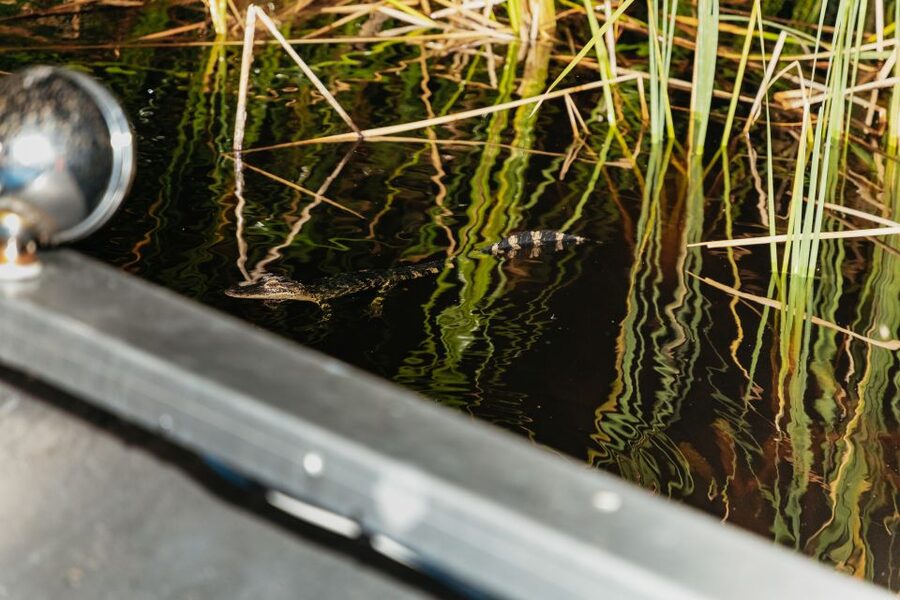 The Everglades: 1-Hour Airboat Night Tour - Key points at a glance