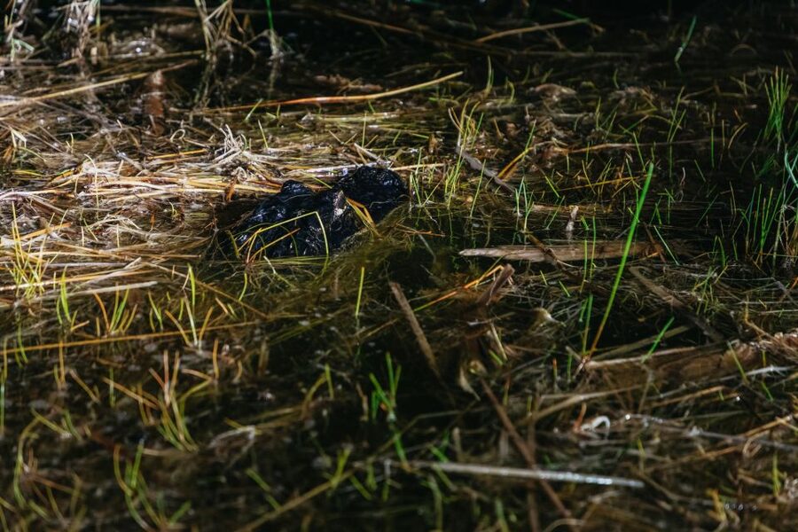 The Everglades: 1-Hour Airboat Night Tour - Booking and cancellation details