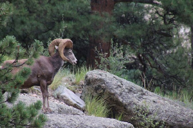 The Rocky Mountain National Park Safari Tour - An open-air ride from Estes Park