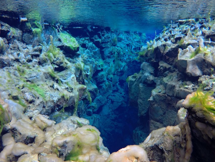 Thingvellir: Silfra Freedive Adevnture with a Guide - How much value you get for $227