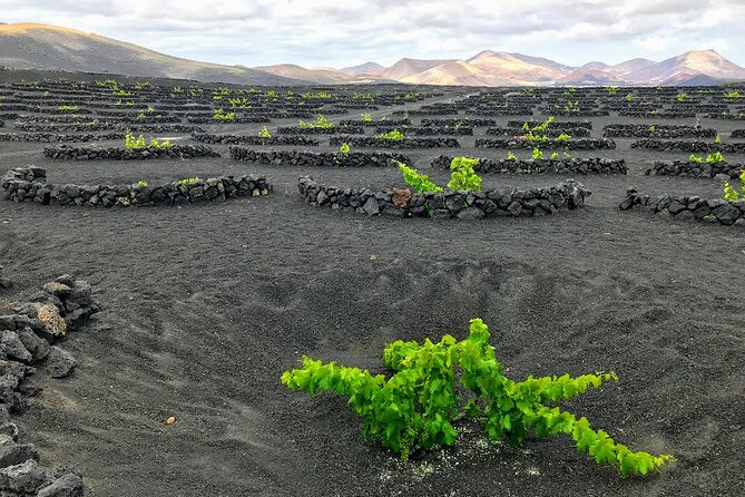 Timanfaya & Lanzarote Volcano Experience - Guides, language, and the feel of the group