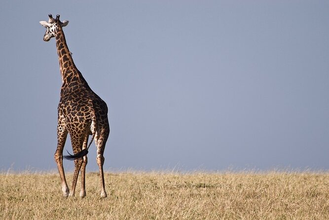 Top Best 5 Days Tanzania Luxury Safari to Serengeti - Why this five-day route works