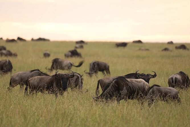 Top Best 5 Days Tanzania Luxury Safari to Serengeti - Day four: Ngorongoro Crater before the crowds and heat
