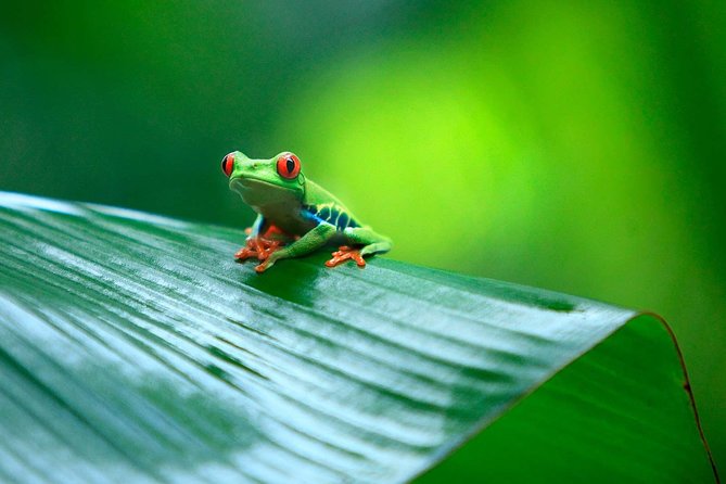 Tortuguero National Park and Canals Day Trip from San Jose - What this tour does not promise