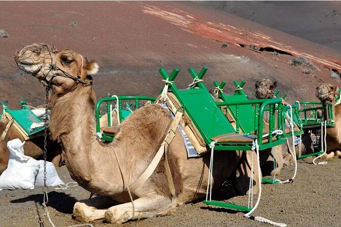 Tour to Timanfaya, Jameos del Agua, Cueva de los Verdes and viewpoint from the cliff - Timanfaya National Park and the Fire Mountains