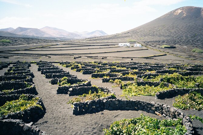 Tour to Timanfaya, La Geria and La Laguna Verde - La Geria and the strange art of growing grapes