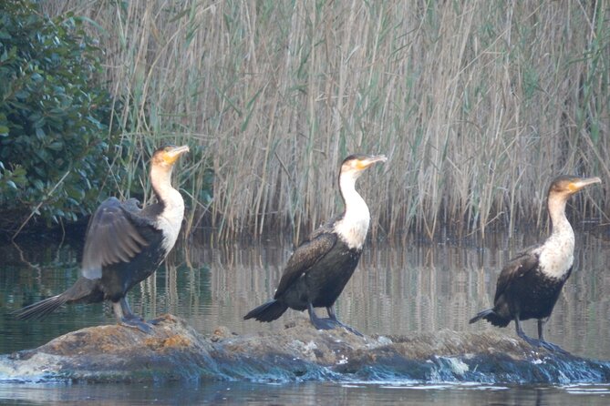 Touw River Boat Cruise - Wilderness National Park - The 90-minute route through wetlands and forest