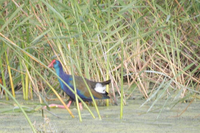 Touw River Boat Cruise - Wilderness National Park - Wildlife and photography on the Touw River