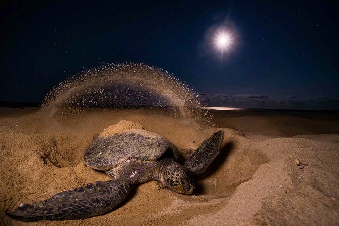 Turtle Nesting night Tour in Tortuguero - What you may see during the four permitted stages