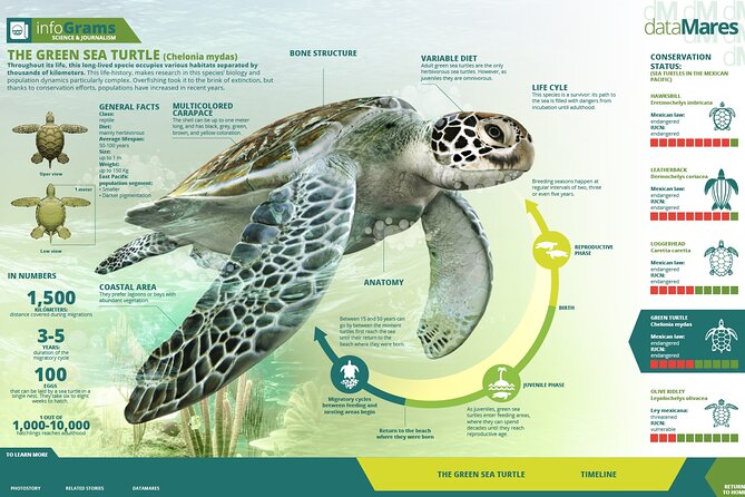 Turtle Nesting night Tour in Tortuguero - The group size and the feel of the evening