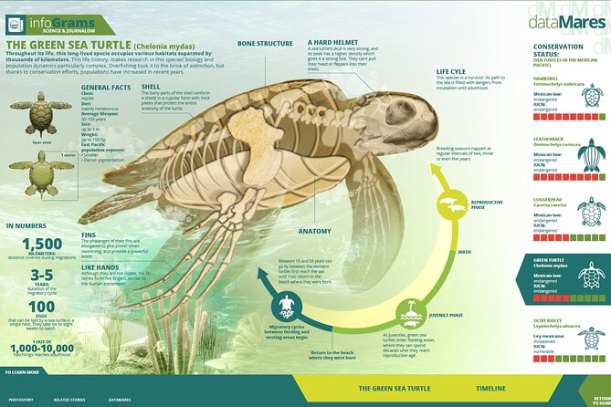 Turtle Nesting night Tour in Tortuguero - What the $37 price really covers