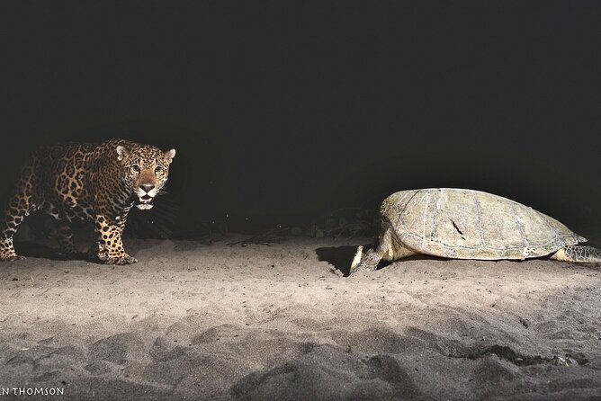 Turtle Nesting night Tour in Tortuguero - Why the no-photo rule matters