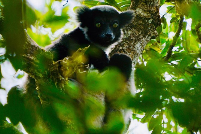 Two days tour to Andasibe NP - Key points to know before booking