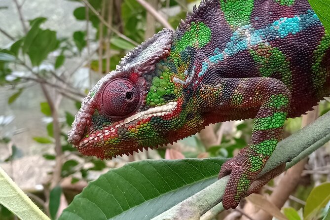 Two days tour to Andasibe NP - Vakona Private Reserve and Lemur’s Island