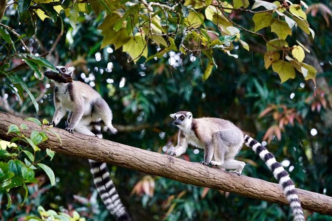 Two days tour to Andasibe NP - The return to Antananarivo
