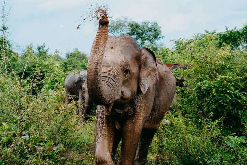 Udawalawe National Park: Elephant Safari with Expert Guide - Why Udawalawe works so well for an elephant safari