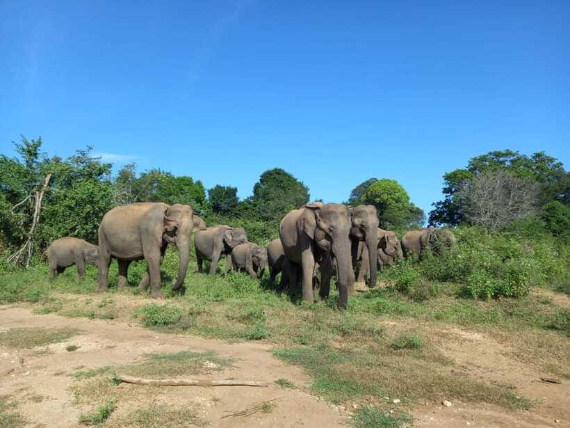 Udawalawe National Park: Elephant Safari with Expert Guide - Choosing four hours or ten hours