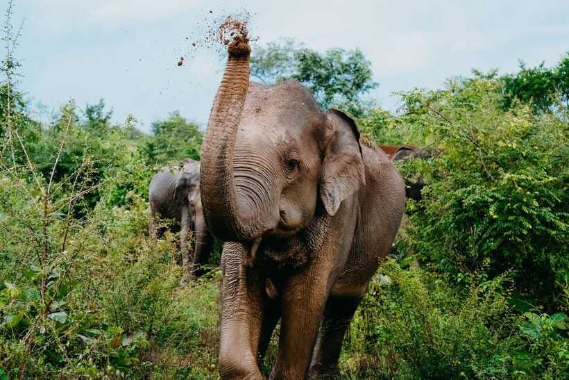 Udawalawe National Park: Elephant Safari with Expert Guide - Practical details that affect your day
